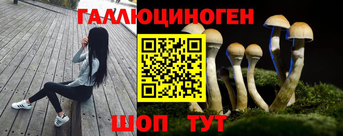 Псилоцибиновые грибы Psilocybe Дербент
